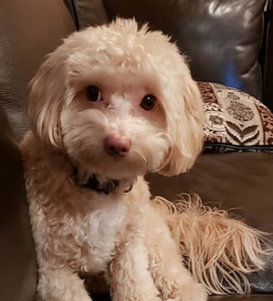 Meet your Posher, Annaliese